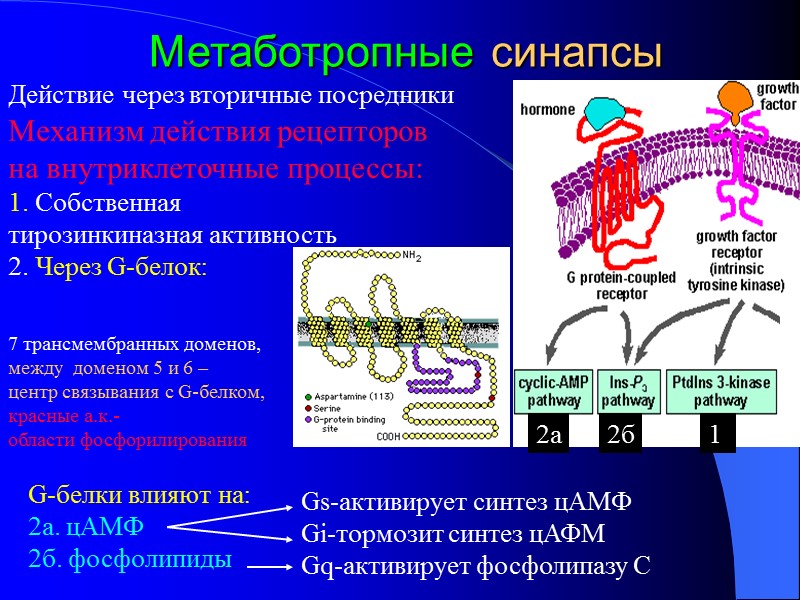 Метаботропные синапсы G-белки влияют на: 2а. цАМФ 2б. фосфолипиды Механизм действия рецепторов  на